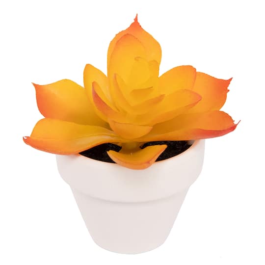 Orange Yellow Potted Micro Succulent by Ashland®